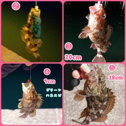 徳島県南 ☆ ガシラ ☆ タケノコメバル？