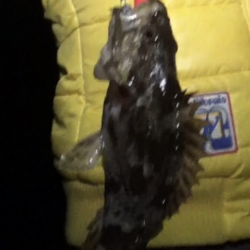 メバガシリングでオーセイ！