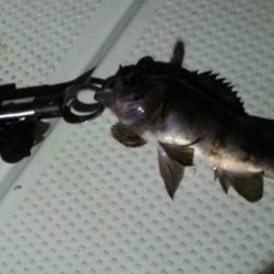 ボートメバリング