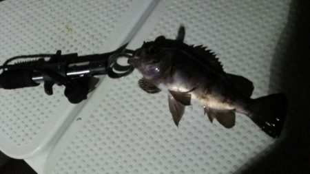 ボートメバリング