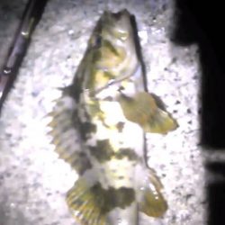 食料調達作戦❗