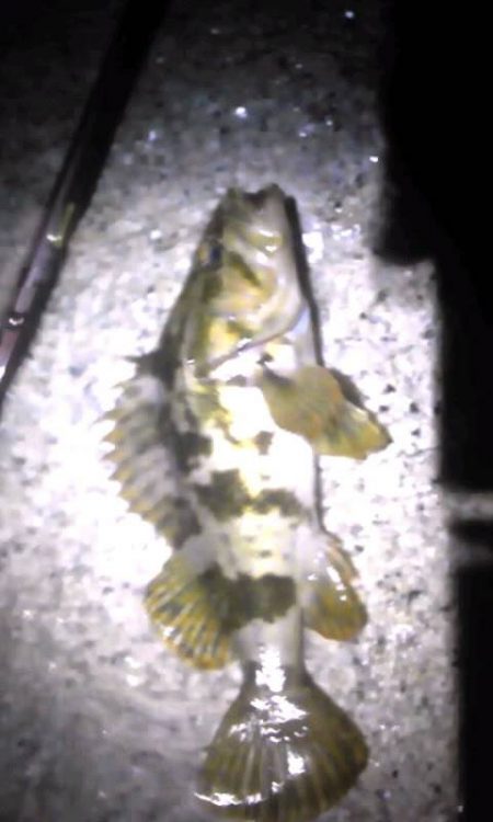 食料調達作戦❗