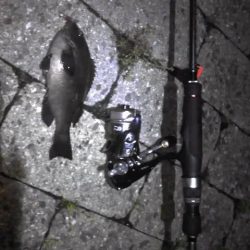 メバリングで無くグレリング