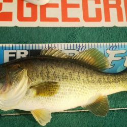 先輩に乗せてもらって南湖