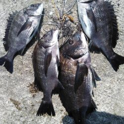 のっこみスタート