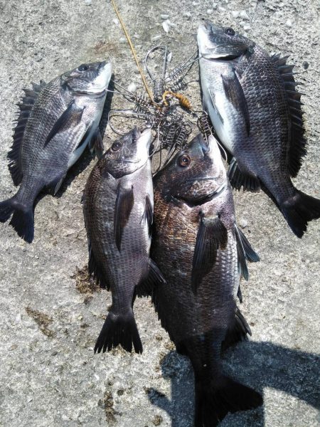 のっこみスタート