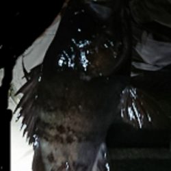 2夜連続のメバリング