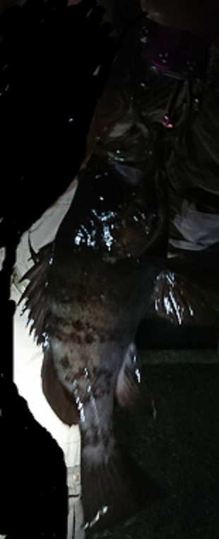 2夜連続のメバリング