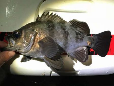 嬉しい25アップ！！