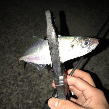 アジング釣行記