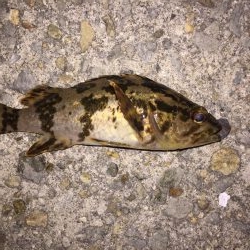 垂水漁港でメバリング