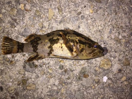 垂水漁港でメバリング