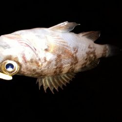 数釣りを楽しむ～