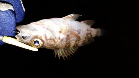 数釣りを楽しむ～