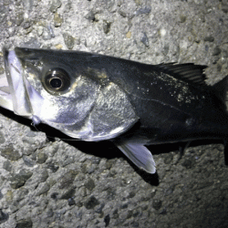 姫路メバル(2018-3)