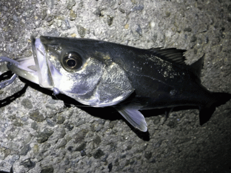 姫路メバル(2018-3)