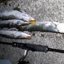 アジングからのカマッシング