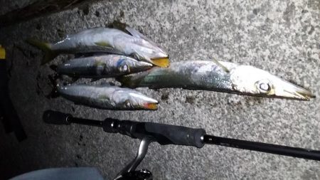 アジングからのカマッシング