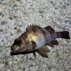 初！淡路島釣行