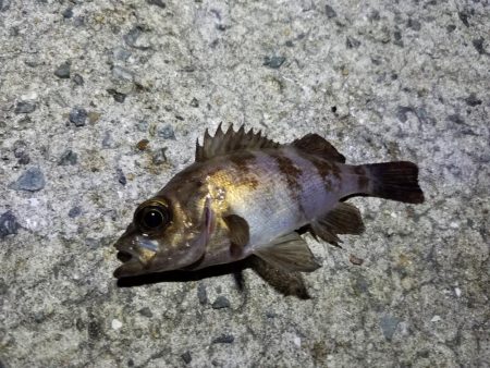 初！淡路島釣行