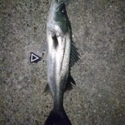 アフターシーバス