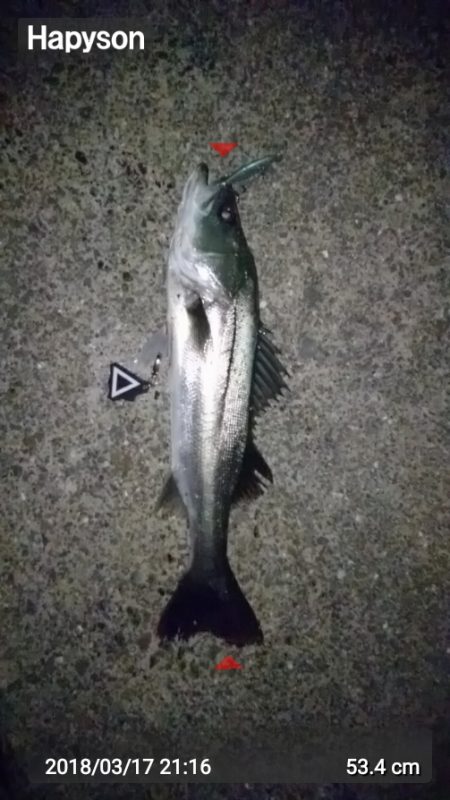 アフターシーバス