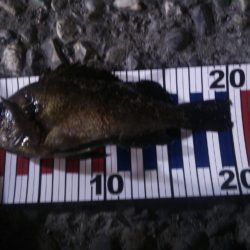 ようやく釣れた