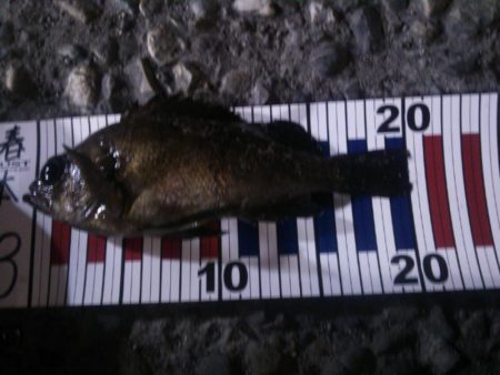 ようやく釣れた