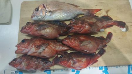 タイ、ガシラ釣り