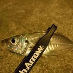 短時間アジング