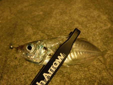 短時間アジング