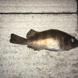 メバリング釣行