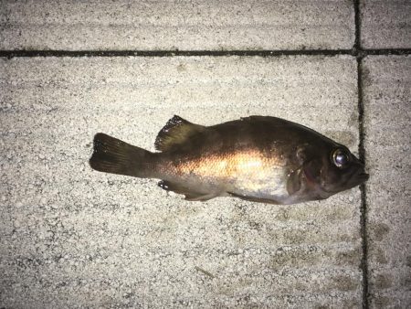 メバリング釣行