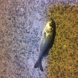 津田港でちょい釣り