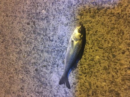 津田港でちょい釣り