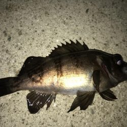 メバリング釣行第5弾