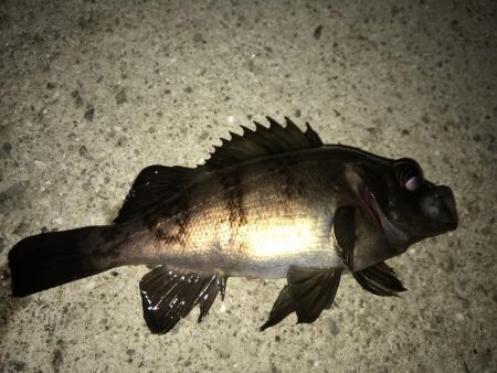 メバリング釣行第5弾