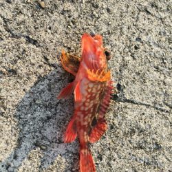 連日のアジさがし