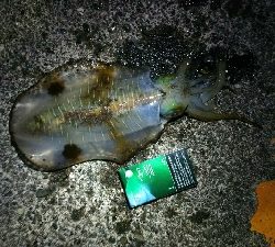 春イカ釣れた(^^)