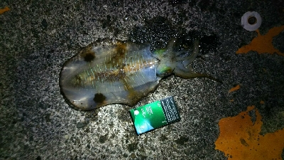 春イカ釣れた(^^)