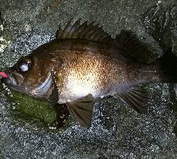 メバル釣れちゃいました。