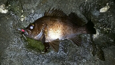 メバル釣れちゃいました。