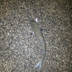 ボラ祭り開催！