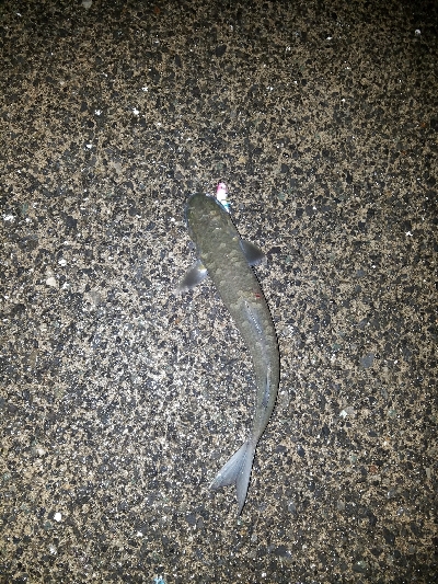 ボラ祭り開催！