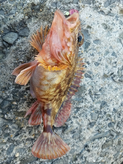 ガシラ釣り　～ブラクリ忘れた～