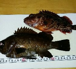 でかいのバラしたー