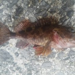 ガシラ釣り ~タチウオいません~