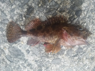 ガシラ釣り ~タチウオいません~