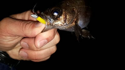 雨の中でもメバリング( ＾ω＾ )