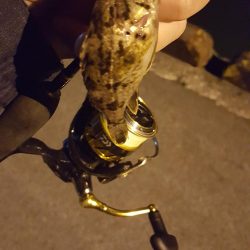 雨後の濁りのなかメバリング